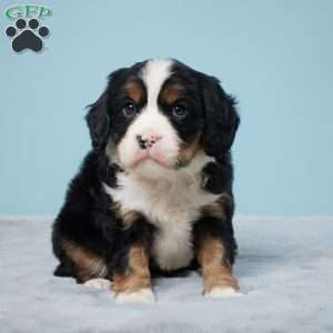 Travis, Miniature Bernese Mountain Dog Puppy